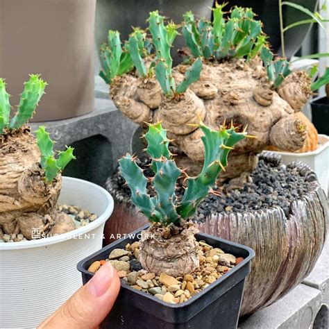 蘋果麒麟照顧|我認識的Euphorbia clavigera 棒麒麟